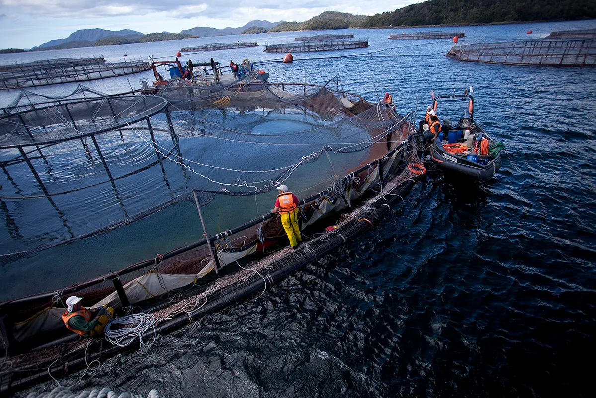 US Tariffs Test Chile’s Salmon Industry